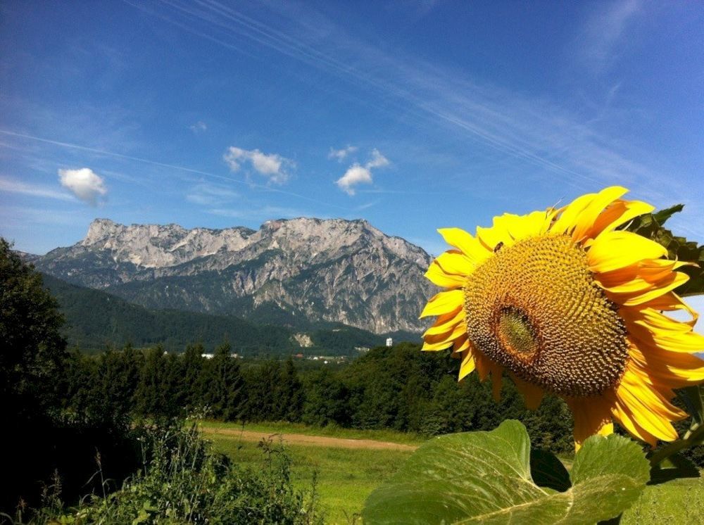 Pension David Hotel Puch bei Hallein Exterior foto